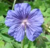 geranium-ibericum